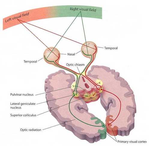 VisualPathways